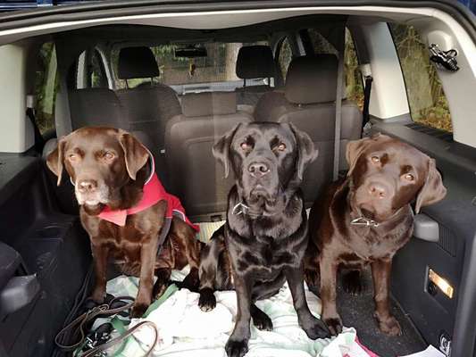 Labradorfans-Beitrag-Bild