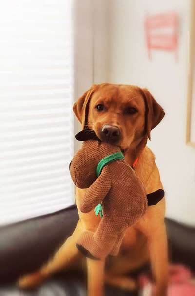 Labradorfans-Beitrag-Bild