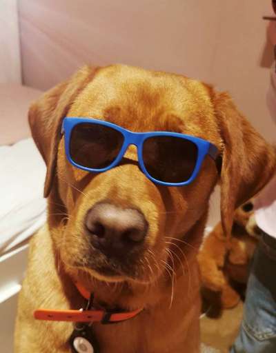 Labradorfans-Beitrag-Bild