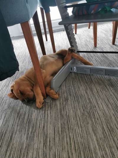 Welpen Bilder !-Beitrag-Bild