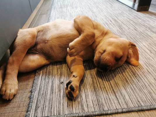 Die Dogorama Kalender Challenge 4/4-Beitrag-Bild