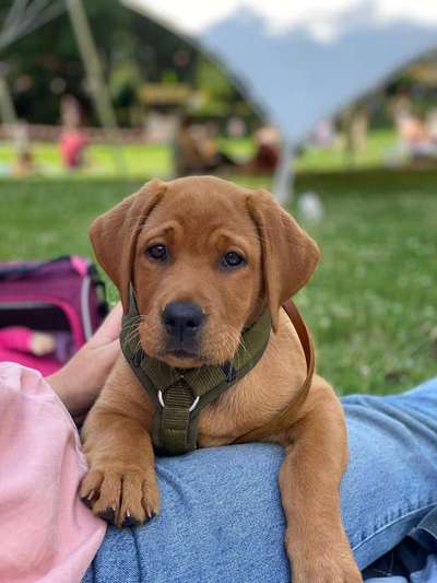 Labradorfans-Beitrag-Bild