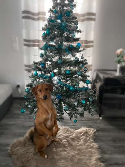 Challenge Nr. 8  Dein Hund im Weihnachtslook-Beitrag-Bild