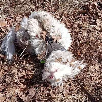 Hundetreffen-Gassigänger/in und / Spielkamerad/in-Bild