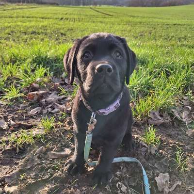 Hundetreffen-Kleine Ründchen zum sozialisieren/spielen/gehen-Bild