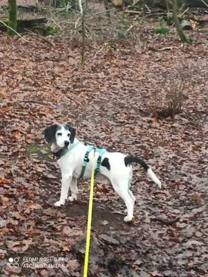 Hundetreffen-Gassirunden rund um Schermbeck-Bild