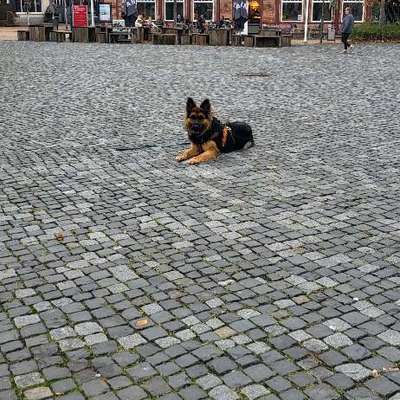 Hundetreffen-Treffen zum Training-Bild