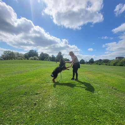 Hundetreffen-Treffen mit souveränen Hunden