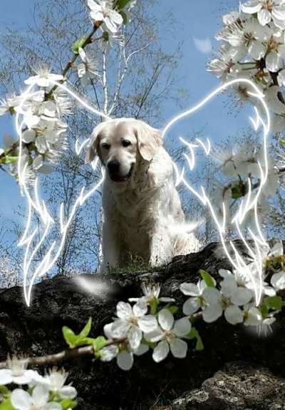 Unsere Fellnasen im Regenbogenland-Beitrag-Bild