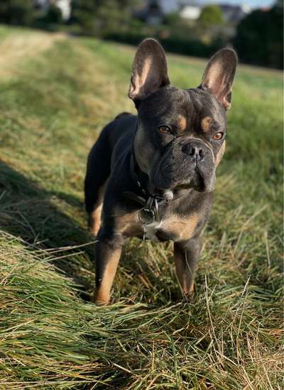 Französische Bulldoggen-Beitrag-Bild