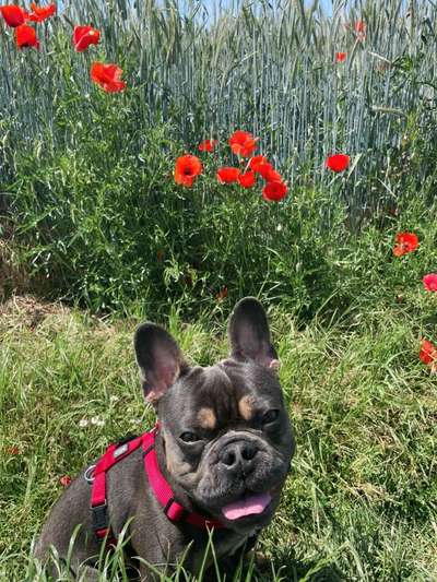 Die Dogorama Monats Challenge "Es grünt und blüht"-Beitrag-Bild