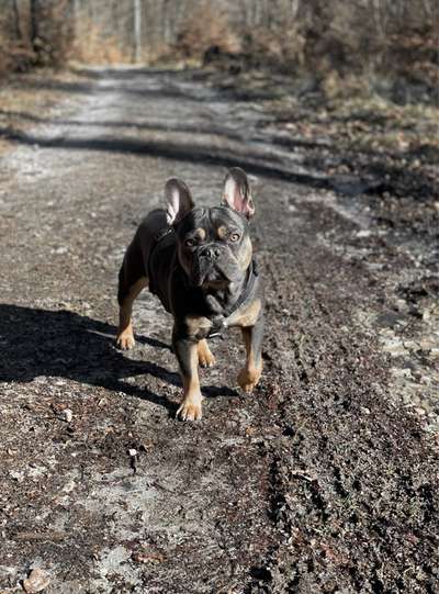 Französische Bulldoggen-Beitrag-Bild