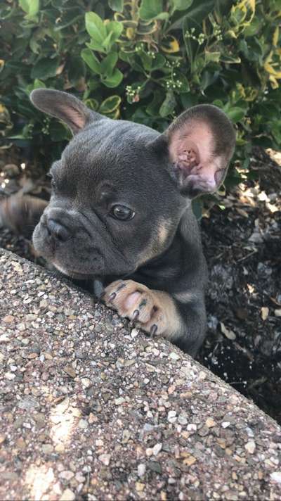 Welpen Bilder !-Beitrag-Bild