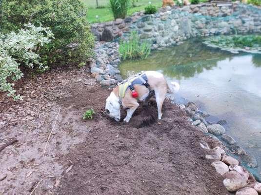 Dogorama Photo Challenge - Buddeln-Beitrag-Bild