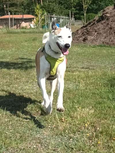 Fotosammlung: ,,Der natürliche Hund" Unbearbeitet, ungestellt und in Natura-Beitrag-Bild