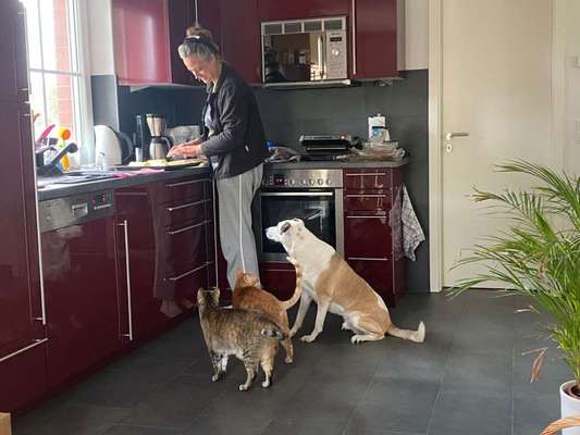 Fotosammlung: ,,Der natürliche Hund" Unbearbeitet, ungestellt und in Natura-Beitrag-Bild