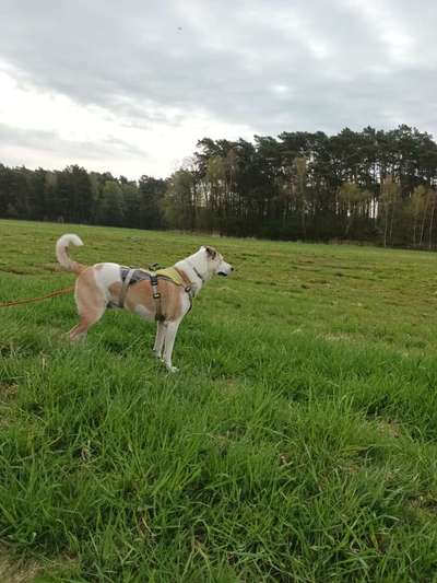 Welche Hunderasse-Beitrag-Bild