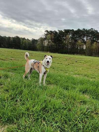 eure Spitznamen für die Vierbeiner-Beitrag-Bild