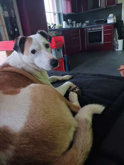 Auslandstierschutz-Beitrag-Bild