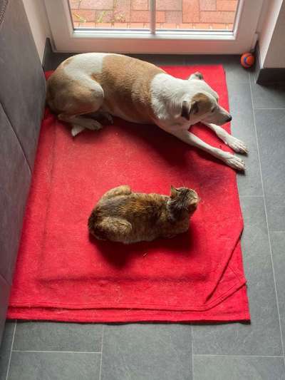 Hund und Katz Momente-Beitrag-Bild