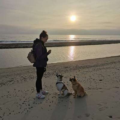 Hundetreffen-Hunderunde, toben-Bild