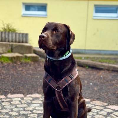 Hundetreffen-Spieltreffen, Gassirunde, Training Hundebegegnungen-Bild