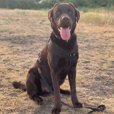 Hundetreffen-Begegnungstraining ohne Ableinen-Bild