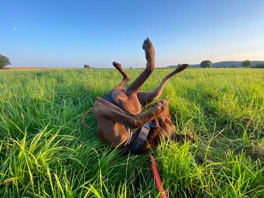 Die Dogorama Wochen Challenge-Beitrag-Bild