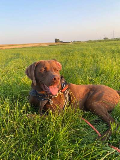 Labmaraner Freunde gesucht-Beitrag-Bild