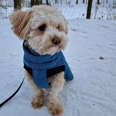 Maltipoo Freunde-Beitrag-Bild