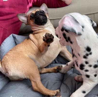 Zeige das lustigste Bild eures Hundis-Beitrag-Bild