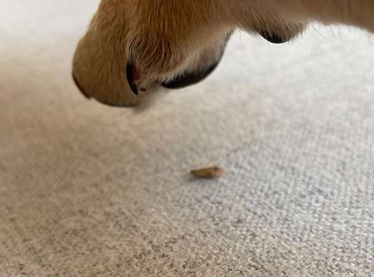 Kralle Horn abgefallen, Leben liegt frei?-Beitrag-Bild