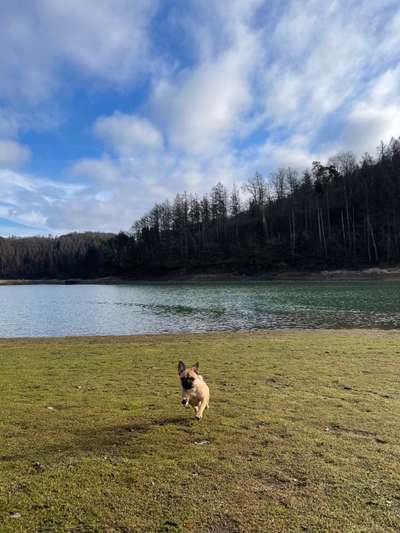 Zeigt euren Hund an eurem lieblingsplatz-Beitrag-Bild