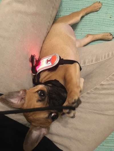 Leuchthalsband eure Meinungen!-Beitrag-Bild