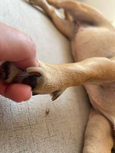 Kralle Horn abgefallen, Leben liegt frei?-Beitrag-Bild