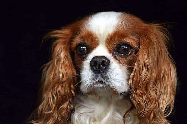 Hunde Porträt (Portrait) Galerie....-Beitrag-Bild