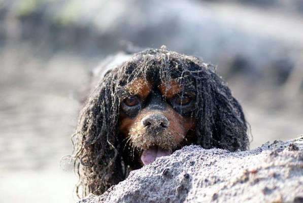 Hunde Porträt (Portrait) Galerie....-Beitrag-Bild