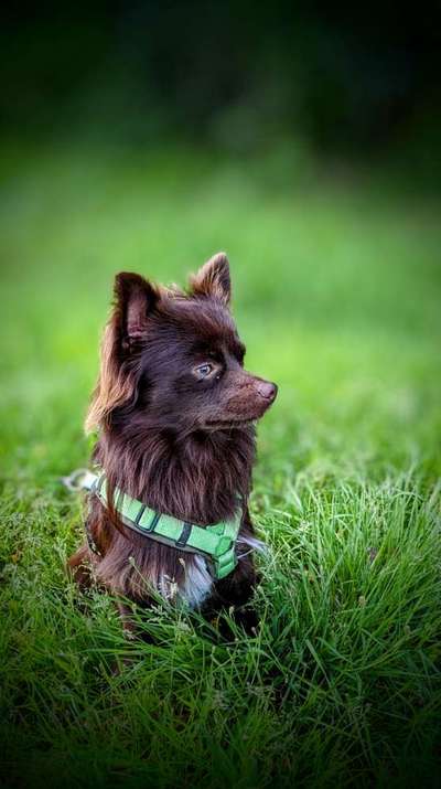 Hunde Porträt (Portrait) Galerie....-Beitrag-Bild