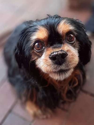 Hunde Porträt (Portrait) Galerie....-Beitrag-Bild