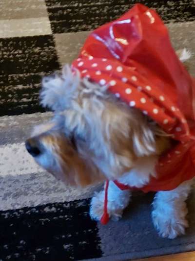 Hier ist der Spaßthread. Zum Schmunzeln und Kaputtlachen-Beitrag-Bild