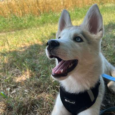 Hundetreffen-Welpentreffen-Bild