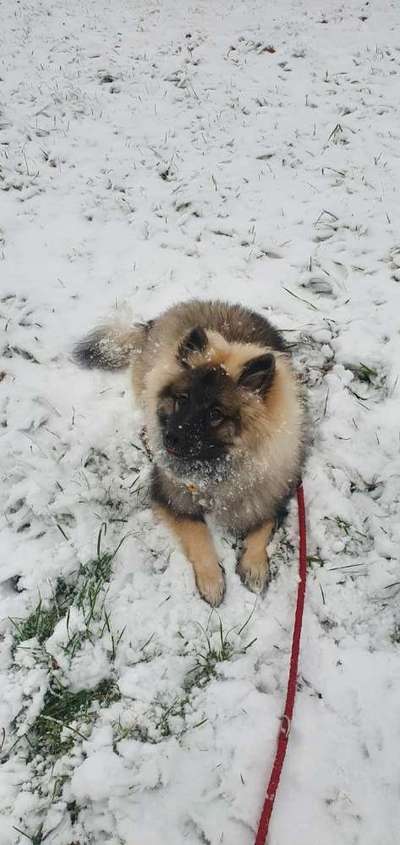 Welche Hunderasse-Beitrag-Bild