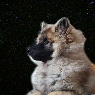 Photomontagen mit Hund-Beitrag-Bild