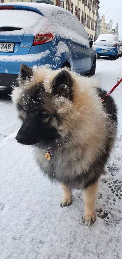 Die Dogorama Kalender Challenge Teil 2/4-Beitrag-Bild