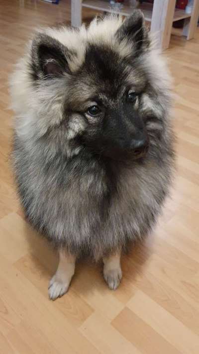 Seltene Rassen!-Beitrag-Bild