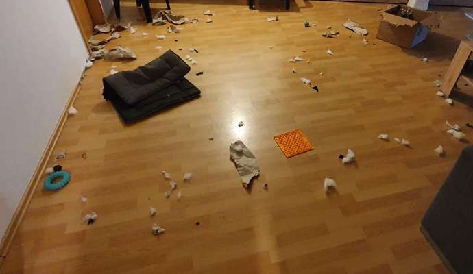 Geschreddert!-Beitrag-Bild