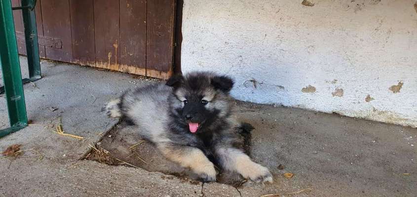 Welpen Bilder !-Beitrag-Bild