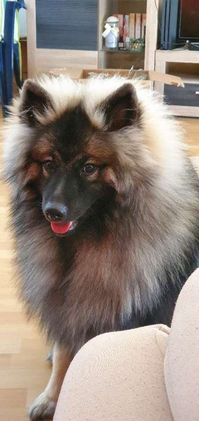 CHALLENGE NR. 19 - Der Hundeblick-Beitrag-Bild