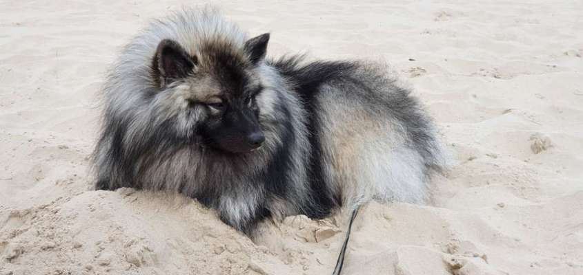 Die Dogorama Kalender Challenge 4/4-Beitrag-Bild