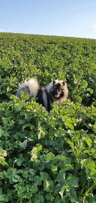 Die Dogorama Kalender Challenge Teil 3/4-Beitrag-Bild